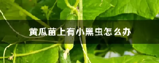 黄瓜苗上有小黑虫怎么办