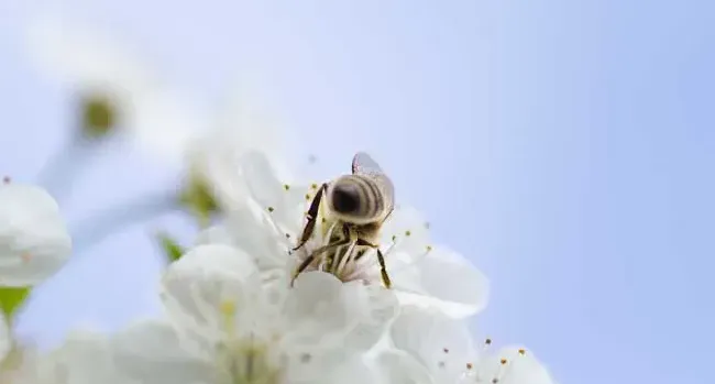蜂毒的作用有哪些