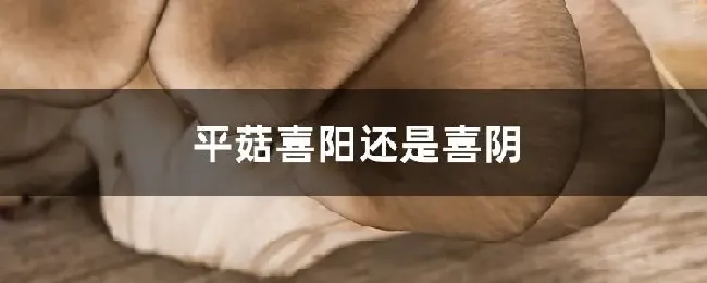 平菇喜阳还是喜阴