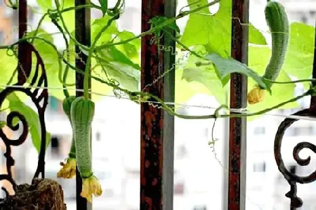 蔬菜|怎么在家阳台种植丝瓜（阳台花盆种丝瓜方法与管理技术）