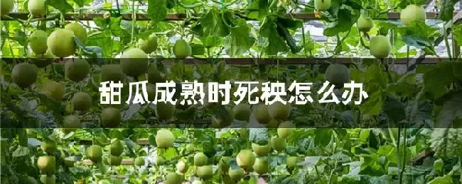 甜瓜成熟时死秧怎么办