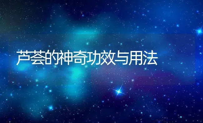 芦荟的神奇功效与用法 | 养殖资料投稿