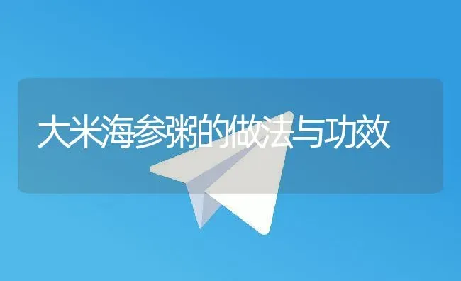 大米海参粥的做法与功效 | 养殖资讯