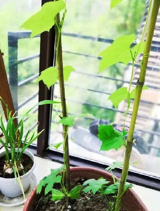 蔬菜|怎么在家阳台种植丝瓜（阳台花盆种丝瓜方法与管理技术）