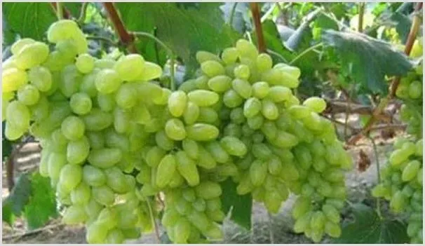 金手指葡萄多少钱一斤？种植前景好不好？ | 致富养殖项目
