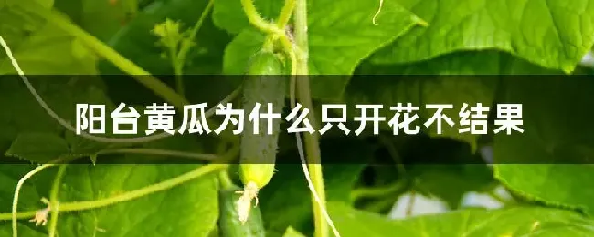 阳台黄瓜为什么只开花不结果