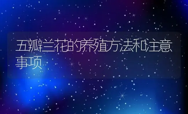五瓣兰花的养殖方法和注意事项 | 养殖资料投稿