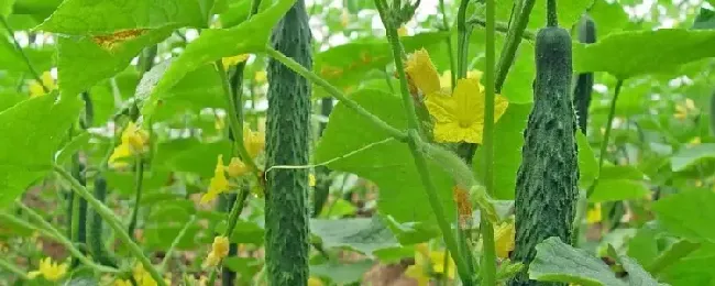 可以用来防治有机蔬菜病虫害的药剂有哪些？