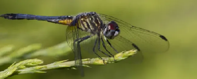 蜻蜓是不是昆虫？