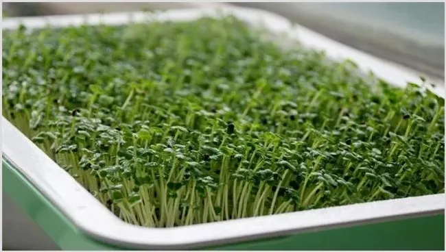 芽苗菜种植前景咋样 | 养殖赚钱项目