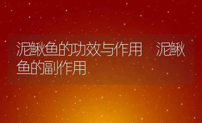 泥鳅鱼的功效与作用 泥鳅鱼的副作用 | 养殖资料投稿