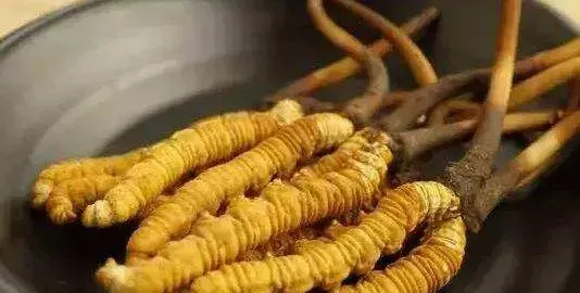 冬虫夏草怎么吃 冬虫夏草的吃法
