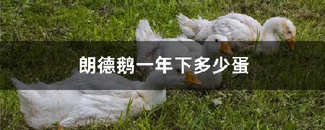 朗德鹅一年下多少蛋