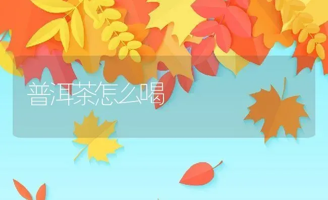 普洱茶怎么喝 | 养殖资料投稿