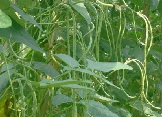 种植前景|长豆角亩产量一般多少斤 一般怎样种植高产