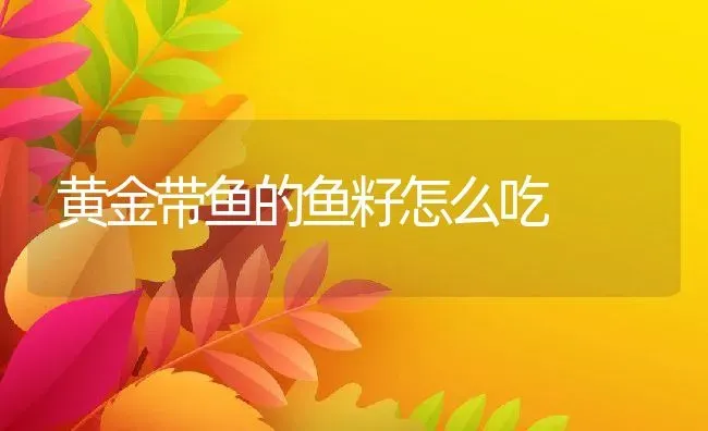 黄金带鱼的鱼籽怎么吃 | 养殖资料投稿