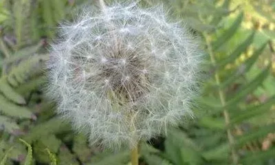 长角蒲公英图片 长角蒲公英的功效与作用