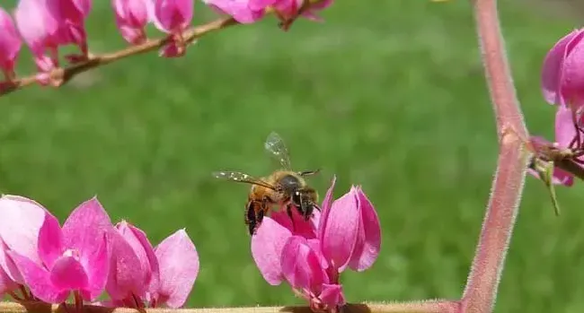 蜜蜂的特点和生活特征