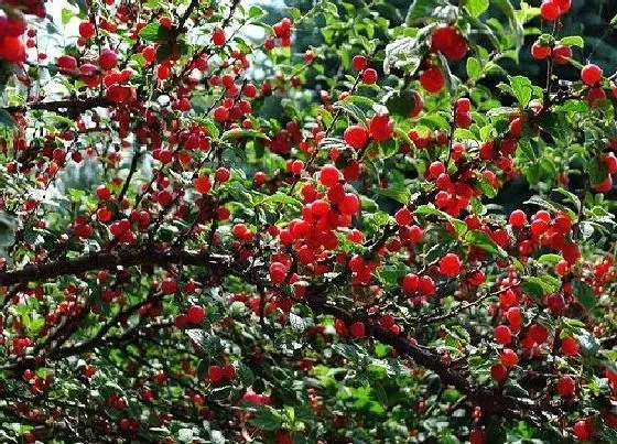 种植前景|种植樱桃赚钱吗 种植每亩成本与利润如何