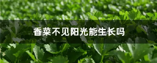 香菜不见阳光能生长吗