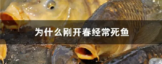 为什么刚开春经常死鱼