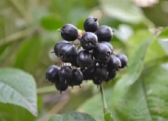 种植前景|刺五加种植条件 适合什么地方种植