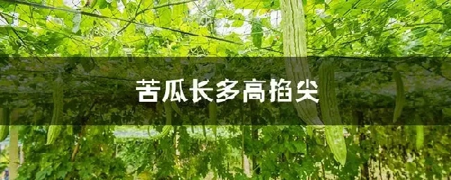 苦瓜长多高掐尖