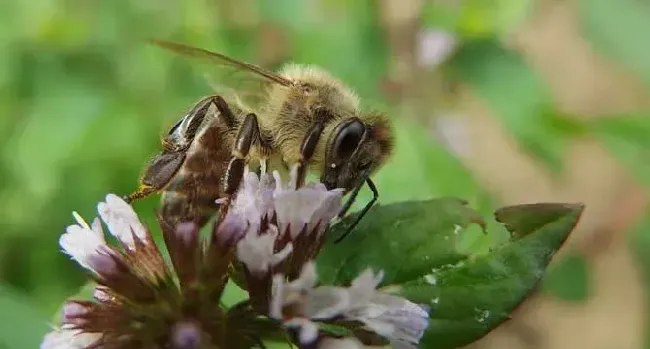 蜜蜂的特点和生活特征