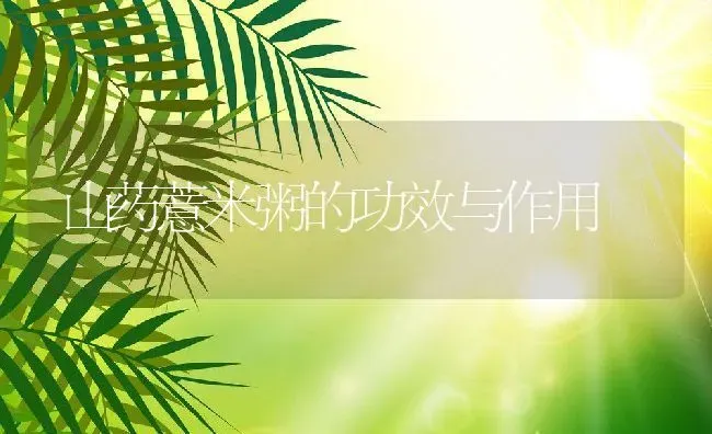 山药薏米粥的功效与作用 | 养殖资讯