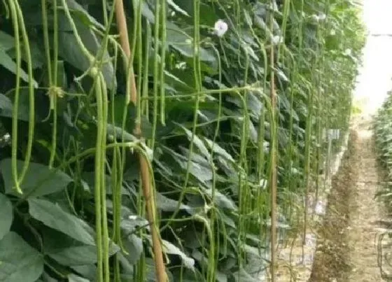 种植前景|长豆角亩产量一般多少斤 一般怎样种植高产