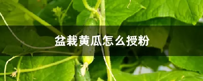 盆栽黄瓜怎么授粉