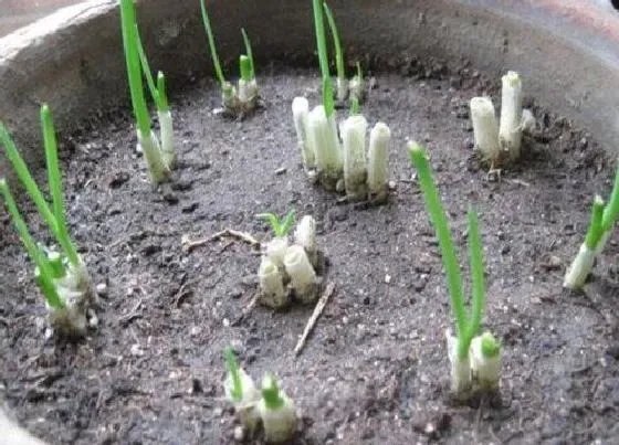 种菜|九月份种小葱可以吗（什么时候季节种小葱合适）