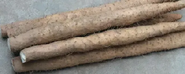 山药亩产量一般能达到多少附种植方法与时间