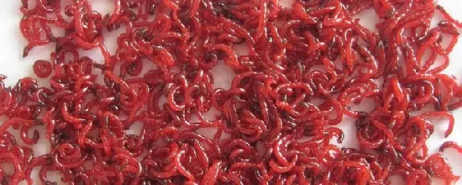 繁殖红线虫的方法？