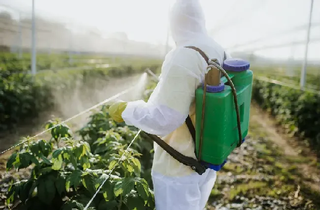 植物病毒病病害特点介绍和危害