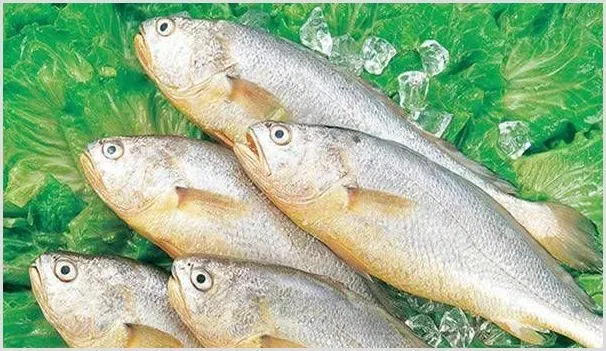 黄花鱼是淡水鱼还是海水鱼？价格多少养殖前景赚钱吗 | 养殖什么赚钱