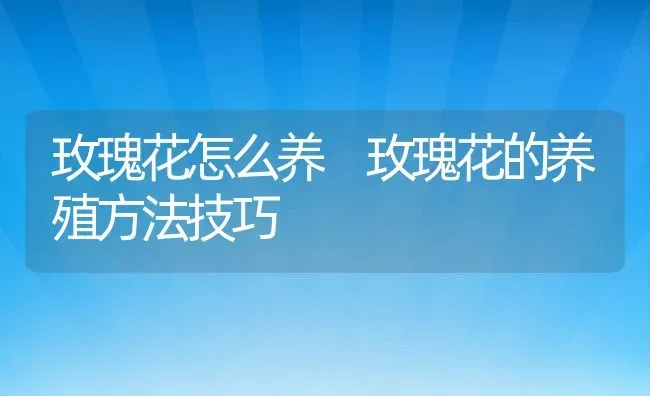 玫瑰花怎么养 玫瑰花的养殖方法技巧 | 养殖资料投稿