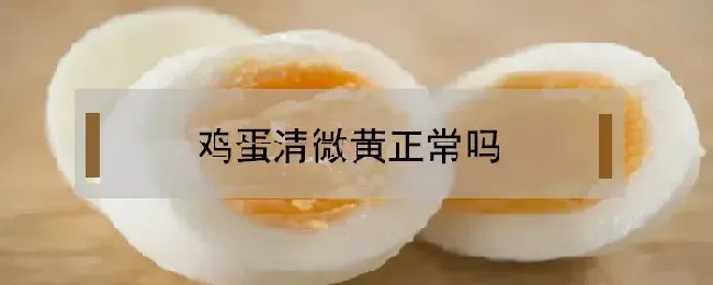 鸡蛋清微黄正常吗