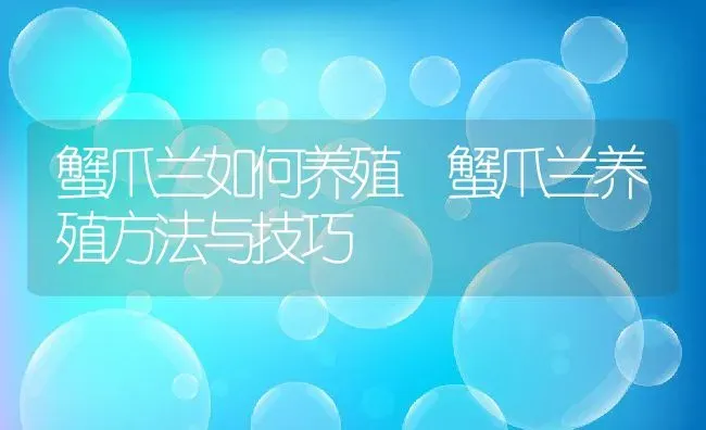 蟹爪兰如何养殖 蟹爪兰养殖方法与技巧 | 养殖资料投稿