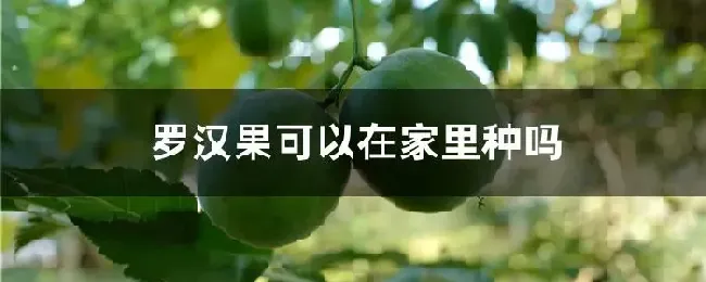 罗汉果可以在家里种吗