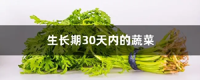 生长期30天内的蔬菜