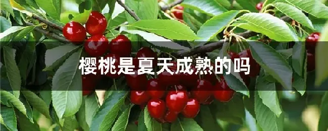 樱桃是夏天成熟的吗