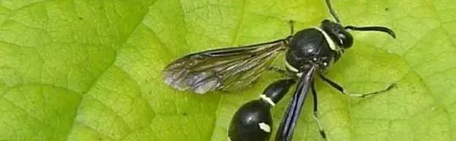 黑色细腰蜂有毒吗？