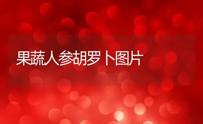 果蔬人参胡罗卜图片 | 养殖资料投稿