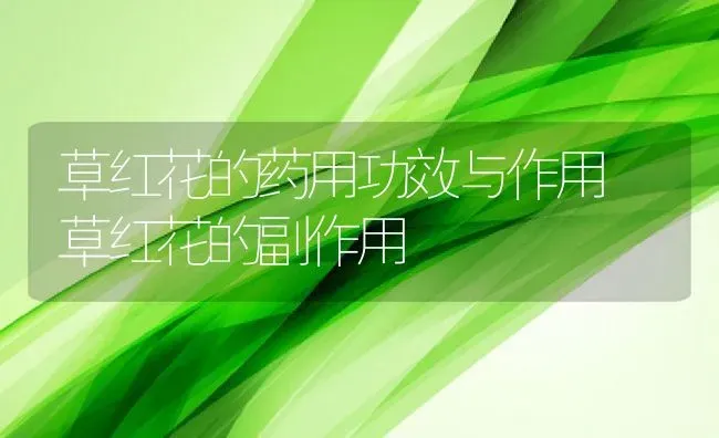 草红花的药用功效与作用 草红花的副作用 | 养殖资料投稿
