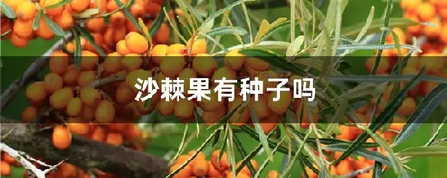 沙棘果有种子吗
