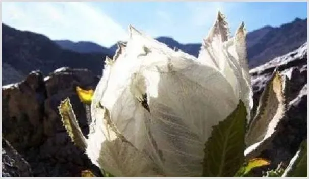 雪莲花价格多少钱一朵？雪莲花的种植前景如何？ | 养殖什么赚钱