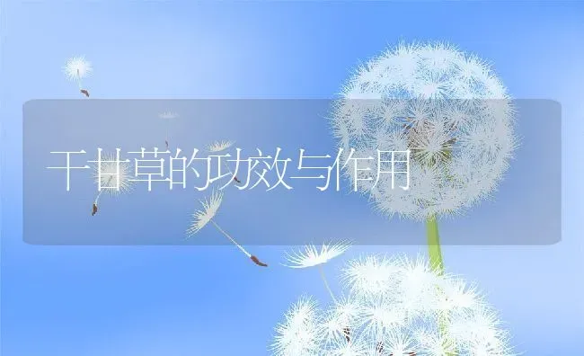 干甘草的功效与作用 | 养殖资料投稿