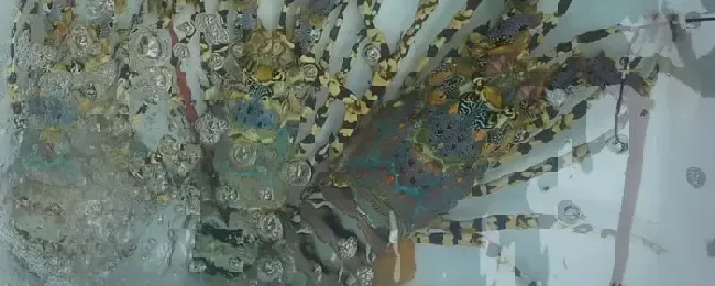 龙虾肉质松散是什么原因龙虾养殖怎么肥水