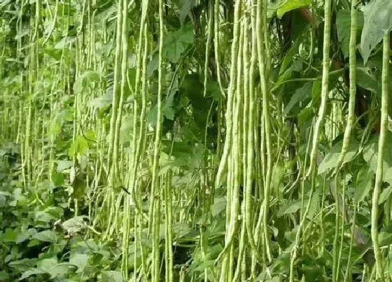 种植前景|长豆角亩产量一般多少斤 一般怎样种植高产